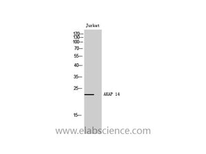 AKAP14 Polyclonal Antibody