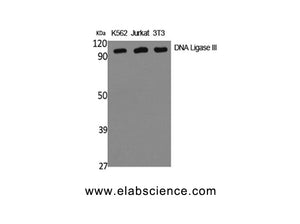 DNA Ligase3 Polyclonal Antibody