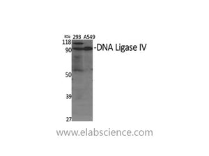 DNA Ligase4 Polyclonal Antibody