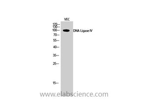 DNA Ligase4 Polyclonal Antibody