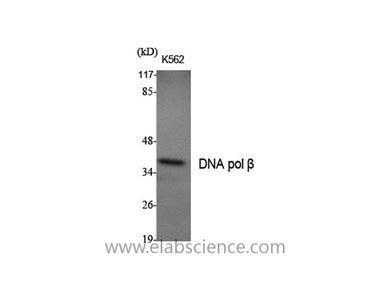 DNA pol beta Polyclonal Antibody