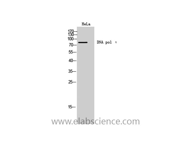 DNA pol iota Polyclonal Antibody