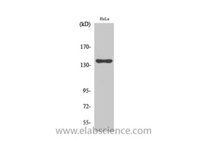 KIF4A Polyclonal Antibody