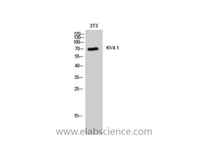 KCND1 Polyclonal Antibody
