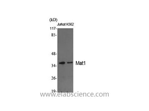 MNAT1 Polyclonal Antibody