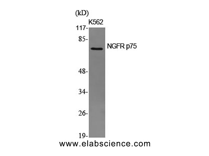 NGFR Polyclonal Antibody