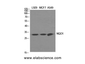 NQO1 Polyclonal Antibody