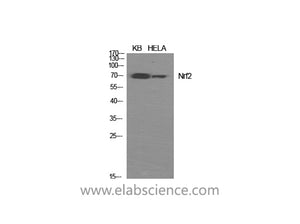 Nrf2 Polyclonal Antibody