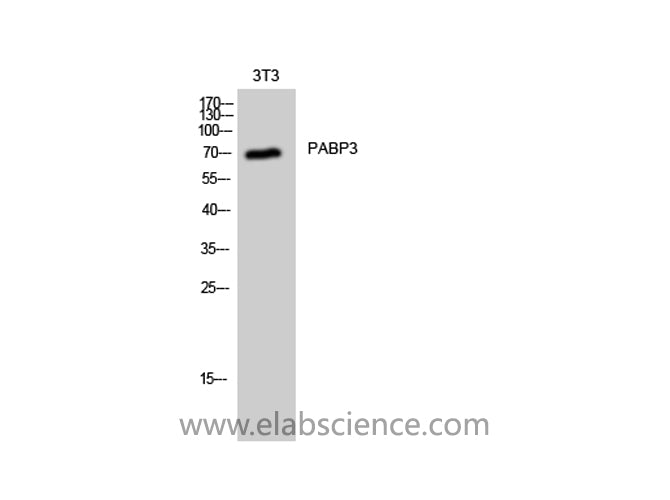PABPC3 Polyclonal Antibody