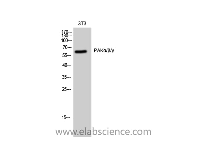PAK1/2/3 Polyclonal Antibody