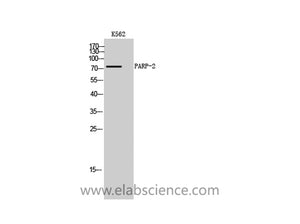 PARP2 Polyclonal Antibody