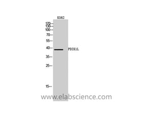 PDIK1L Polyclonal Antibody