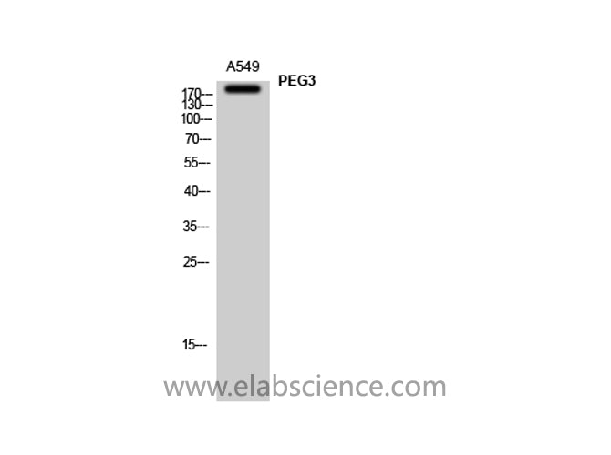 PEG3 Polyclonal Antibody