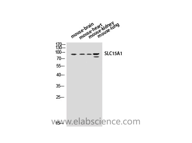 SLC15A1 Polyclonal Antibody