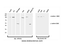 PI 3 kinase p85 alpha /gamma Polyclonal Antibody