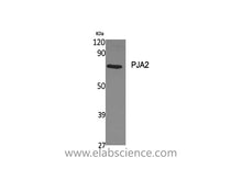 PJA2 Polyclonal Antibody
