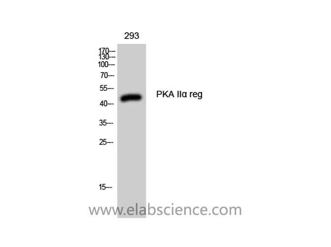 PRKAR2A Polyclonal Antibody