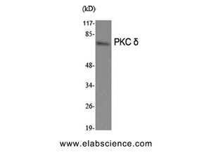 PKC delta Polyclonal Antibody
