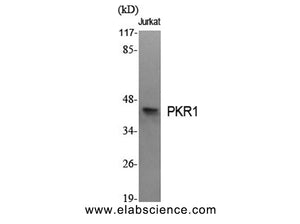 PROKR1 Polyclonal Antibody