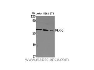 PLK5 Polyclonal Antibody