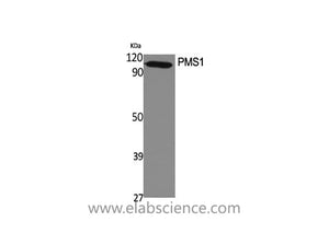 PMS1 Polyclonal Antibody