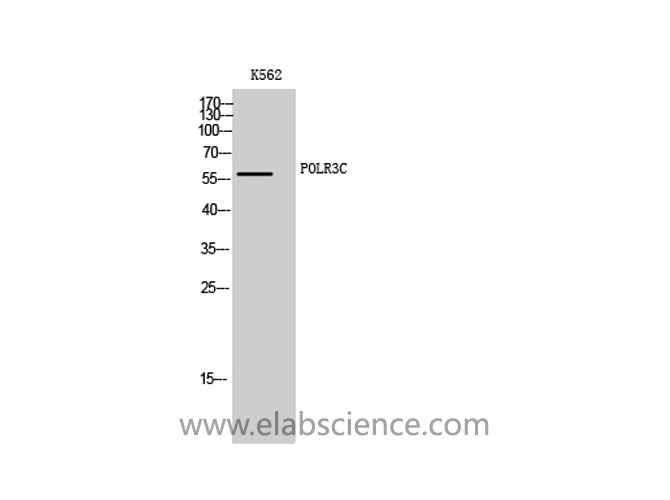 POLR3C Polyclonal Antibody