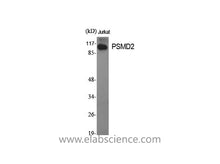 PSMD2 Polyclonal Antibody