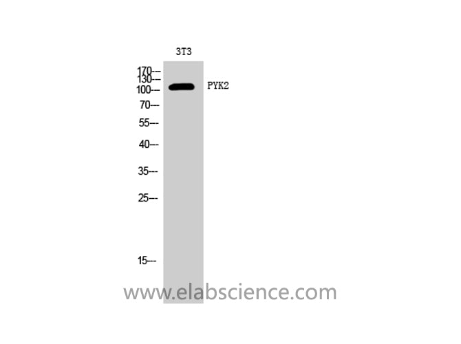 PTK2B Polyclonal Antibody