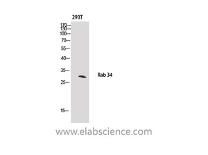 RAB34 Polyclonal Antibody
