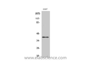 RAD51C Polyclonal Antibody