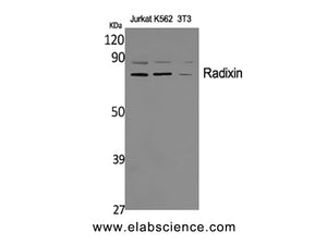 RDX Polyclonal Antibody