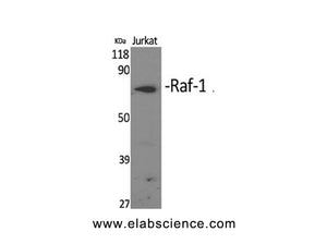 RAF1 Polyclonal Antibody