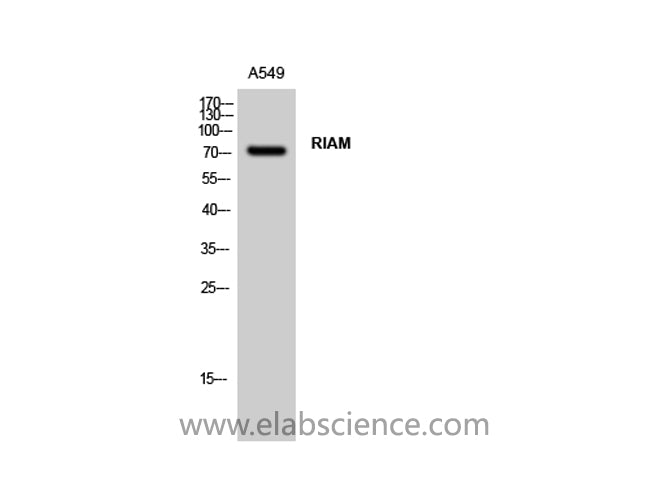 APBB1IP Polyclonal Antibody