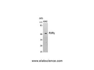 RXRG Polyclonal Antibody