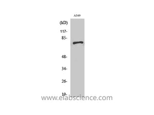 SCFD1 Polyclonal Antibody
