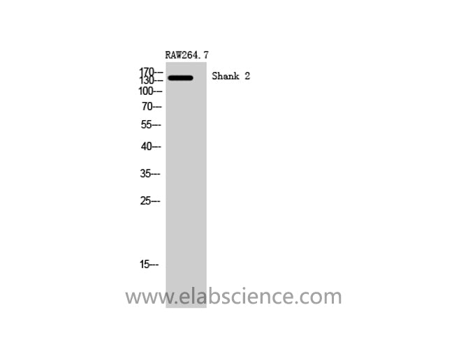 SHANK2 Polyclonal Antibody