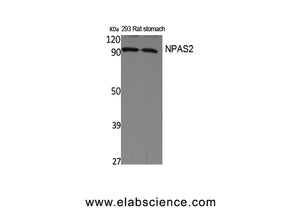 NPAS2 Polyclonal Antibody