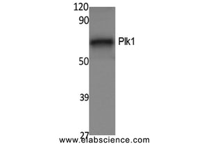 PLK1 Polyclonal Antibody