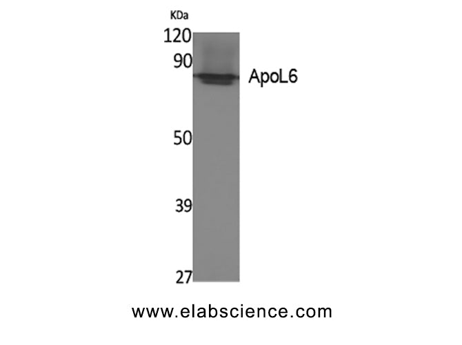 APOL6 Polyclonal Antibody