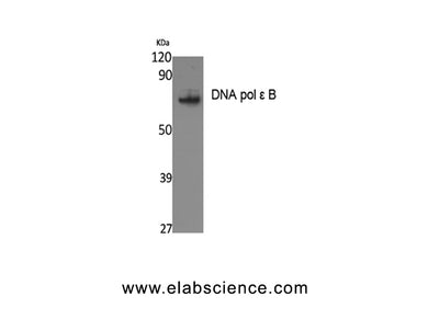 DNA pol epsilon B Polyclonal Antibody