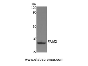 FAIM2 Polyclonal Antibody
