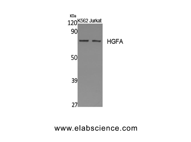 HGFAC Polyclonal Antibody