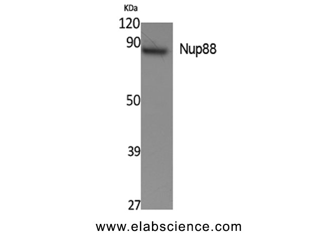NUP88 Polyclonal Antibody