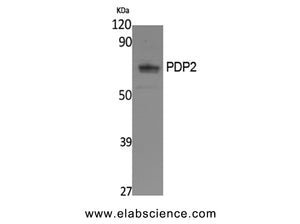 PDP2 Polyclonal Antibody
