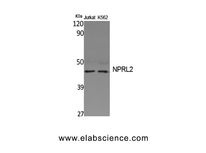 NPRL2 Polyclonal Antibody