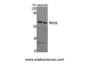 RHCG Polyclonal Antibody