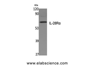 IL28RA Polyclonal Antibody