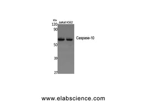 CASP10 Polyclonal Antibody