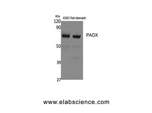 PAOX Polyclonal Antibody