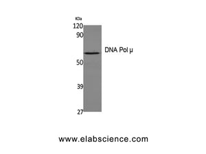 DNA Pol mu Polyclonal Antibody